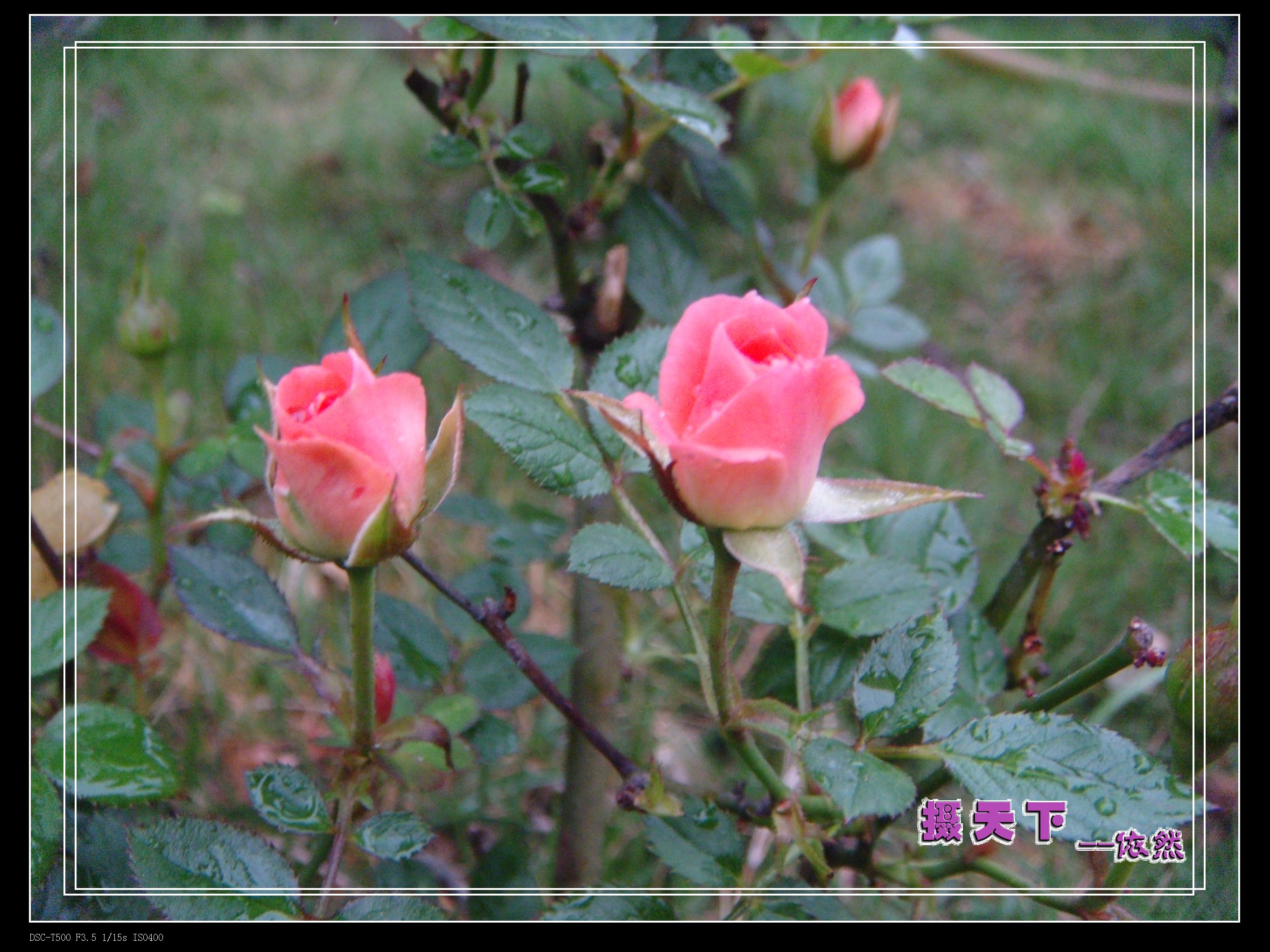DSC00435.jpg