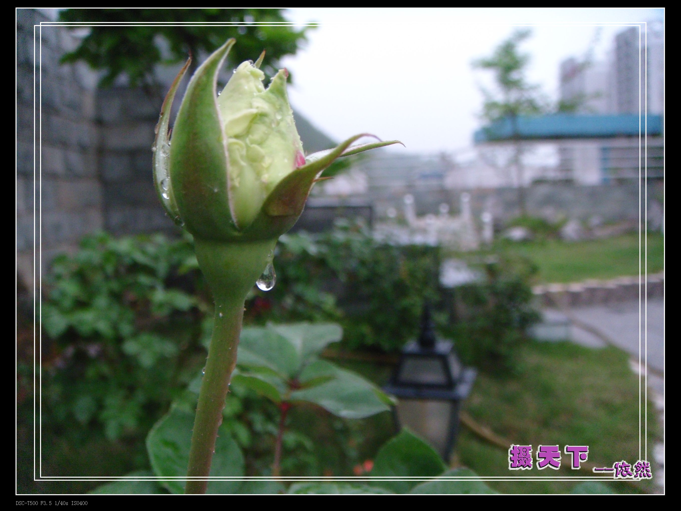 DSC00439.jpg