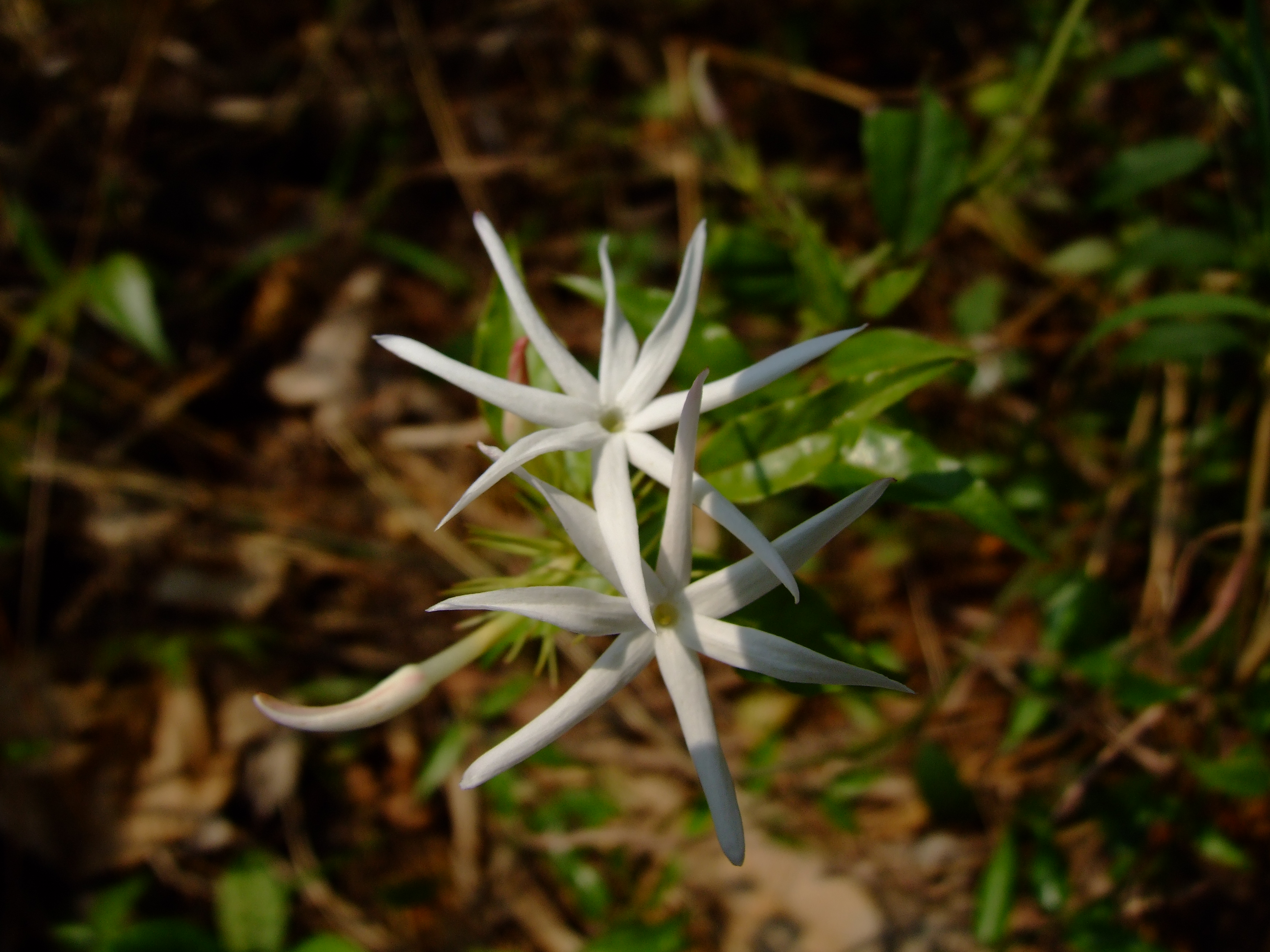 DSCF4545.JPG