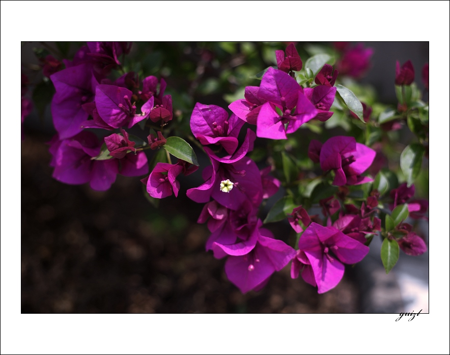 IMG_0007.jpg