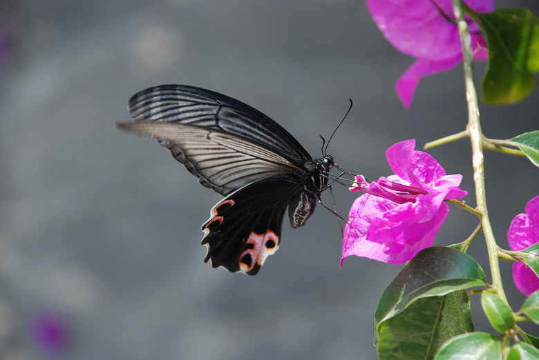 DSC_0058.jpg