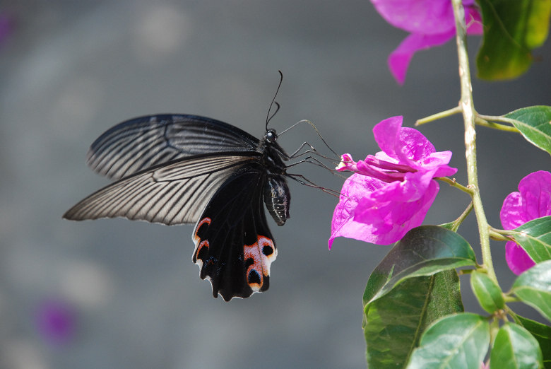 DSC_0057.jpg