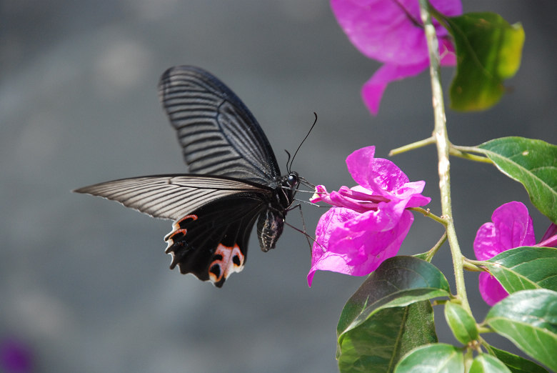 DSC_0059.jpg