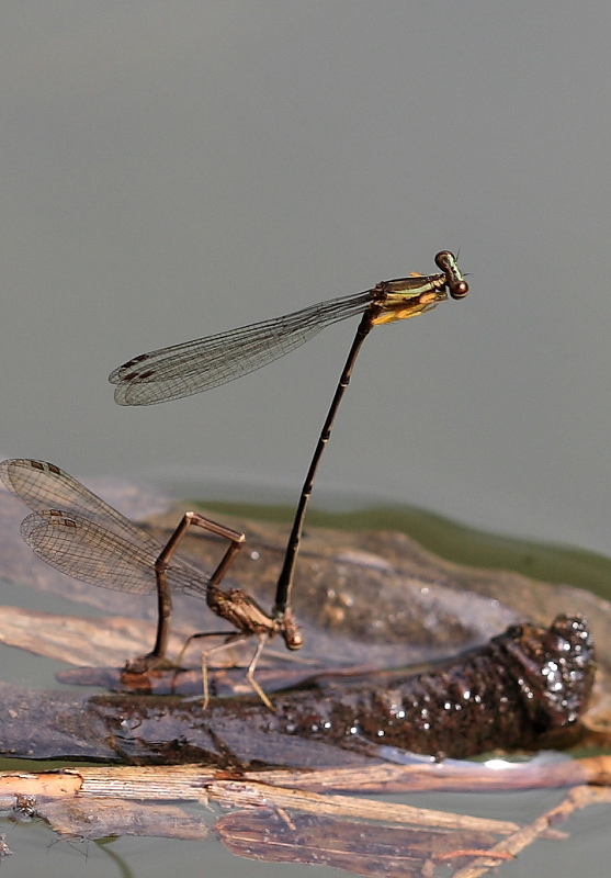 DPP_0008.JPG