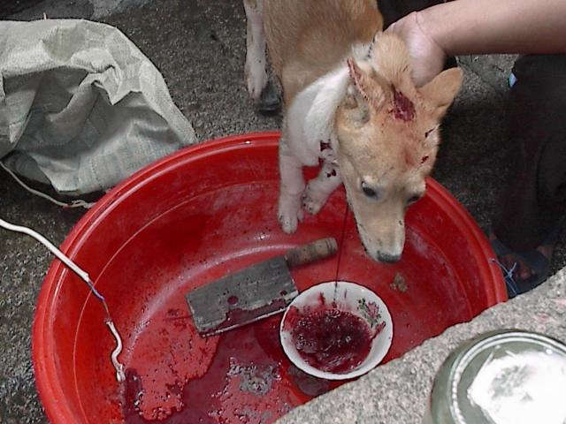 gou7.jpg