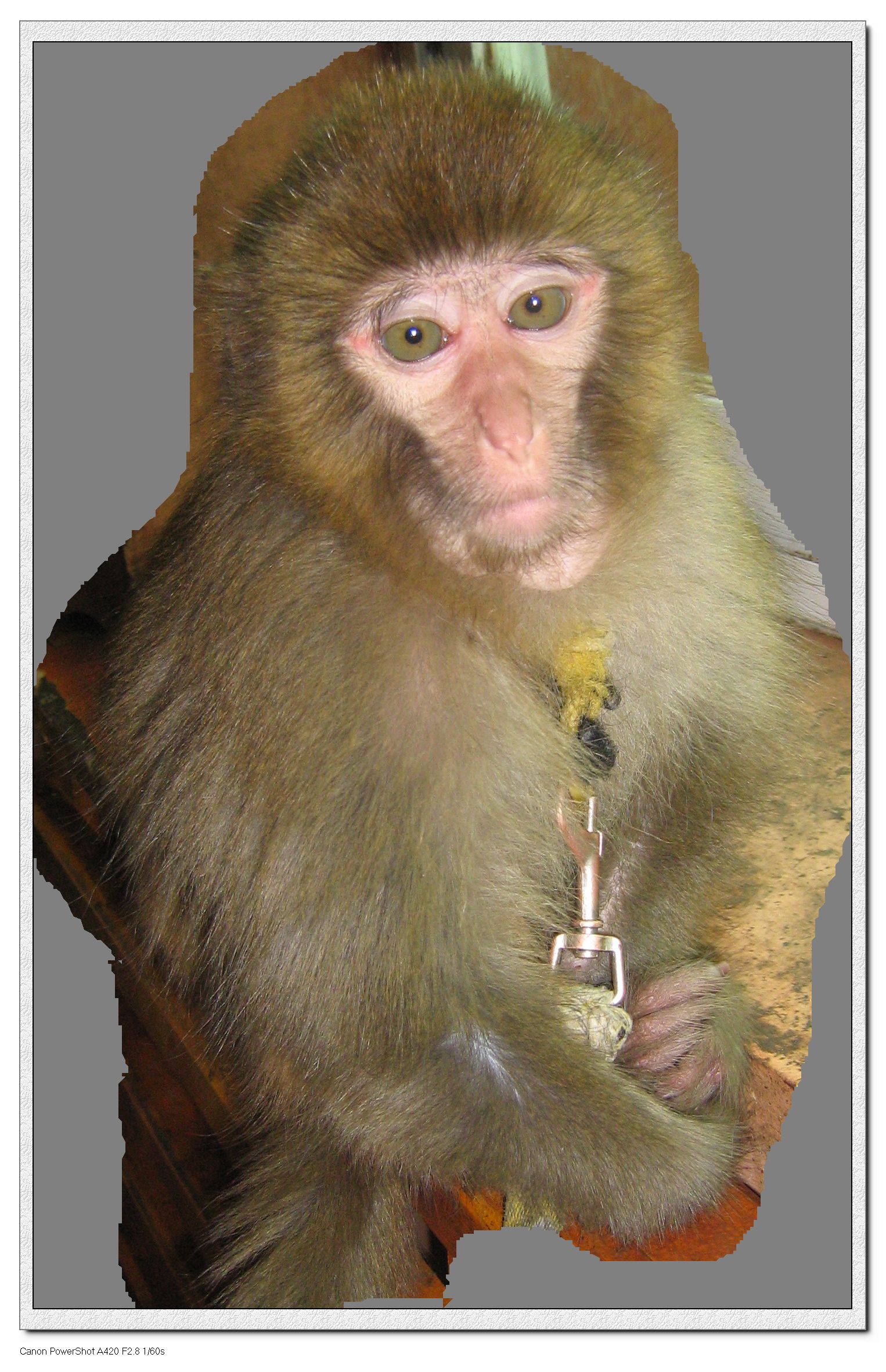 猴子耳朵图片 代表性图片