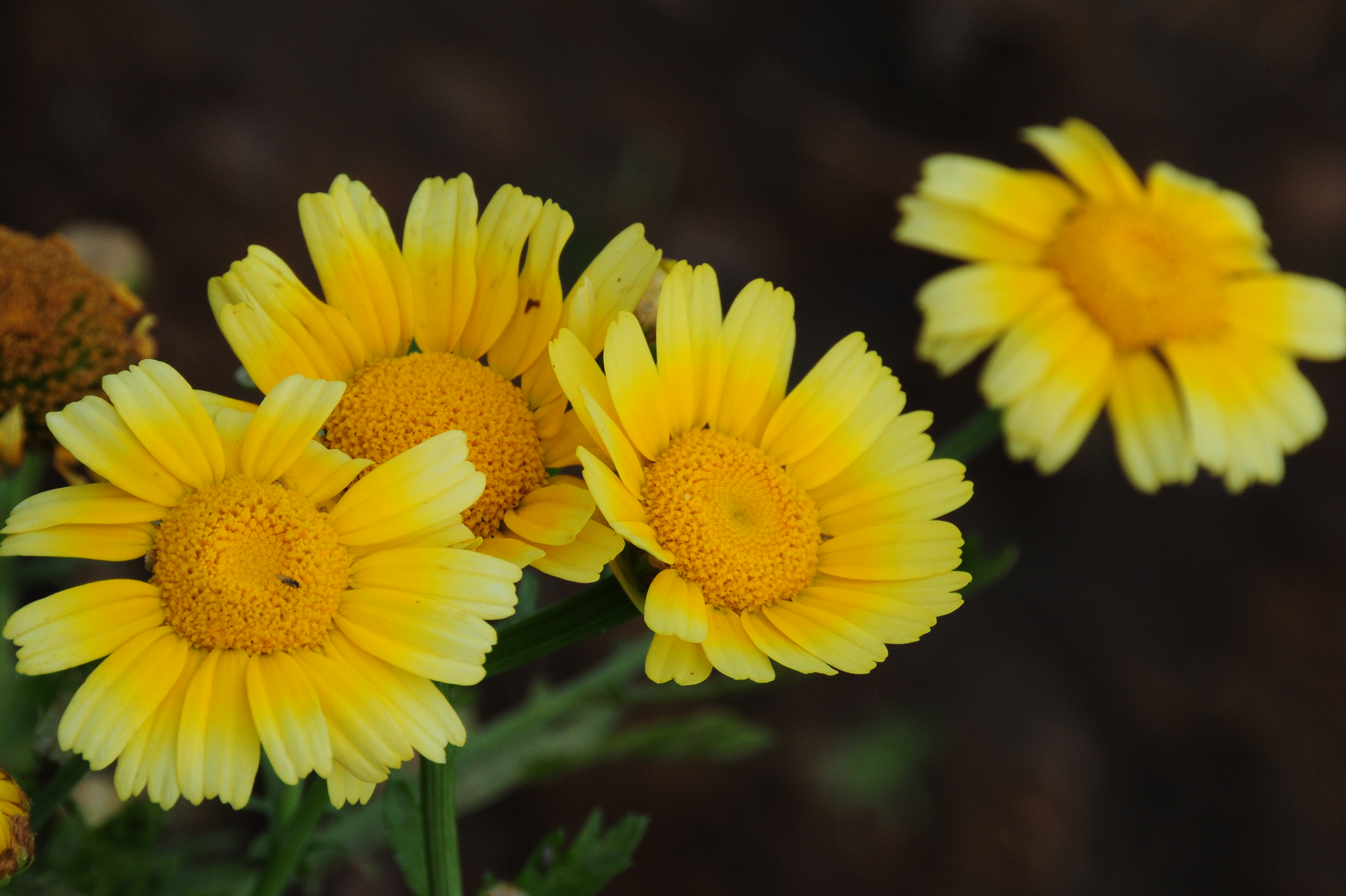 DSC_1587.JPG
