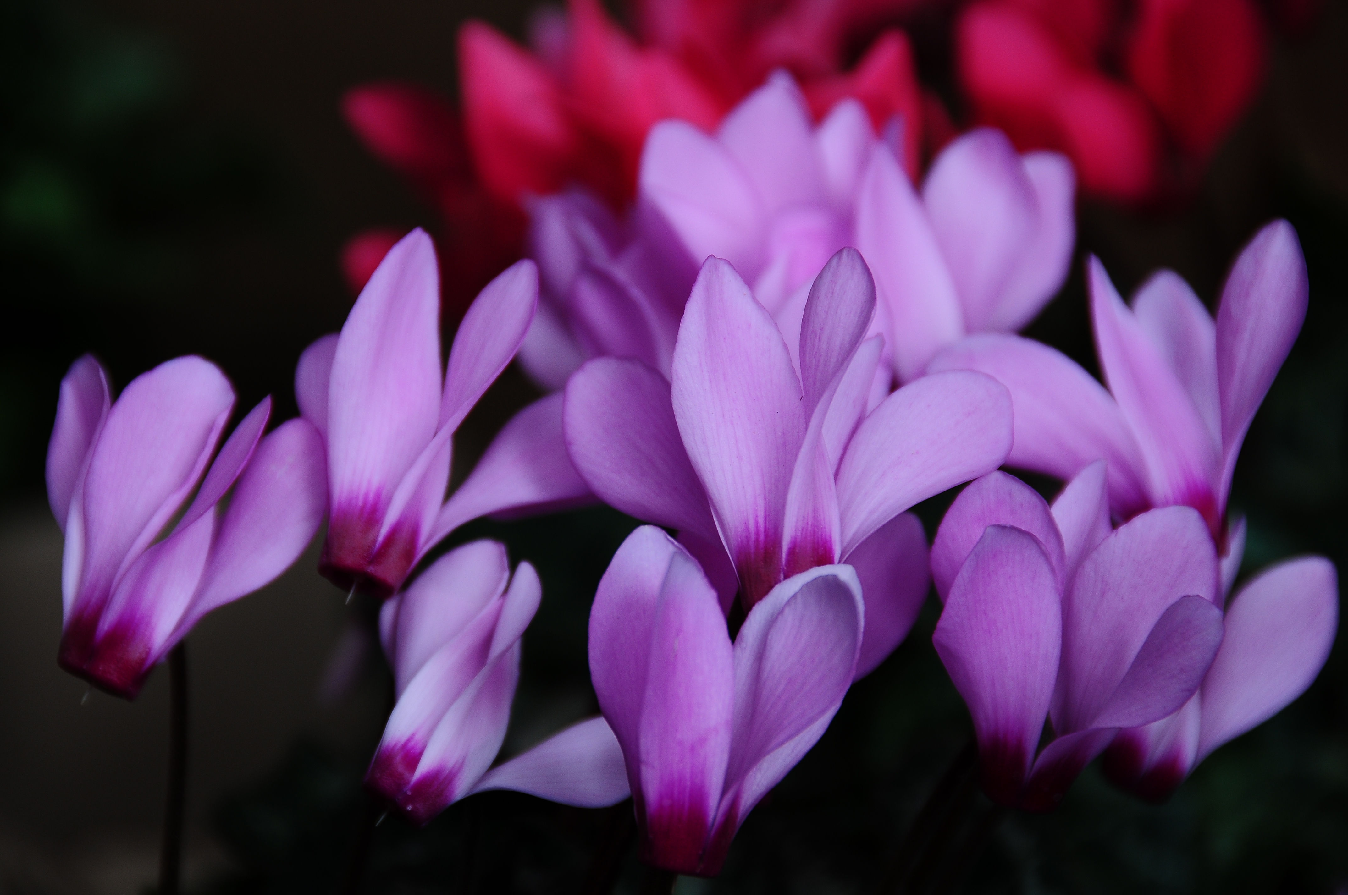 DSC_0679.JPG