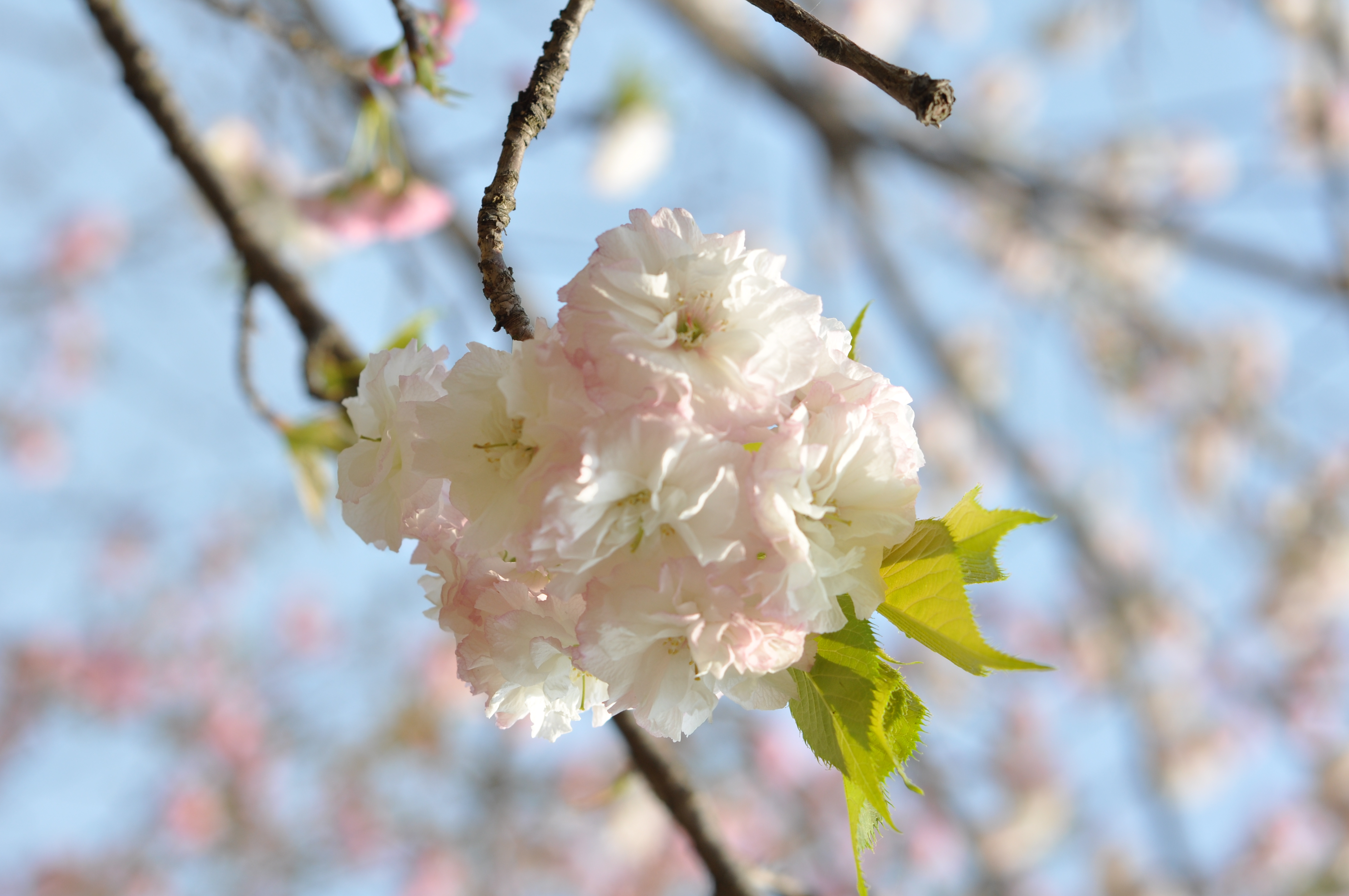 DSC_0003.JPG