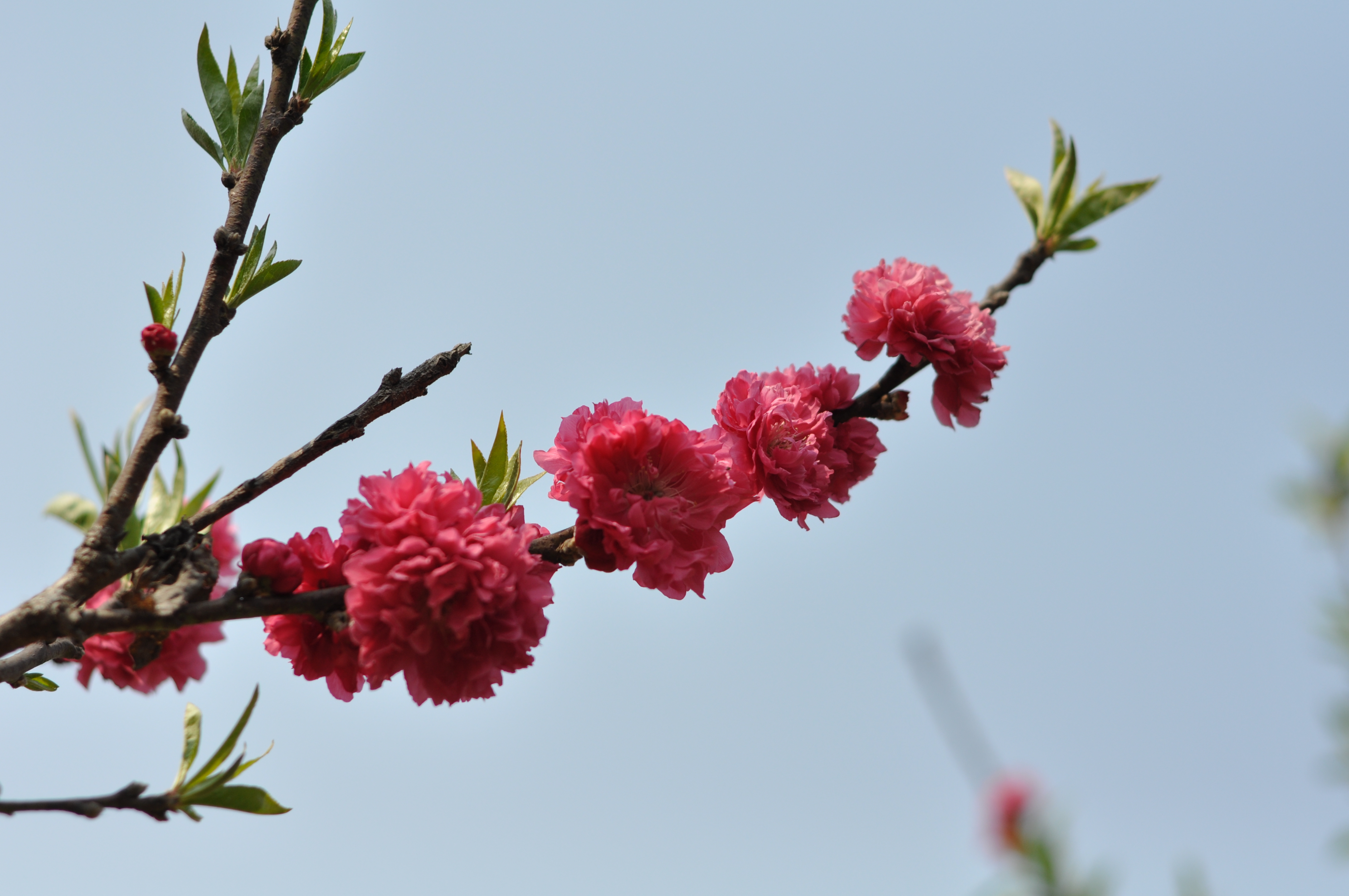 DSC_0022.JPG