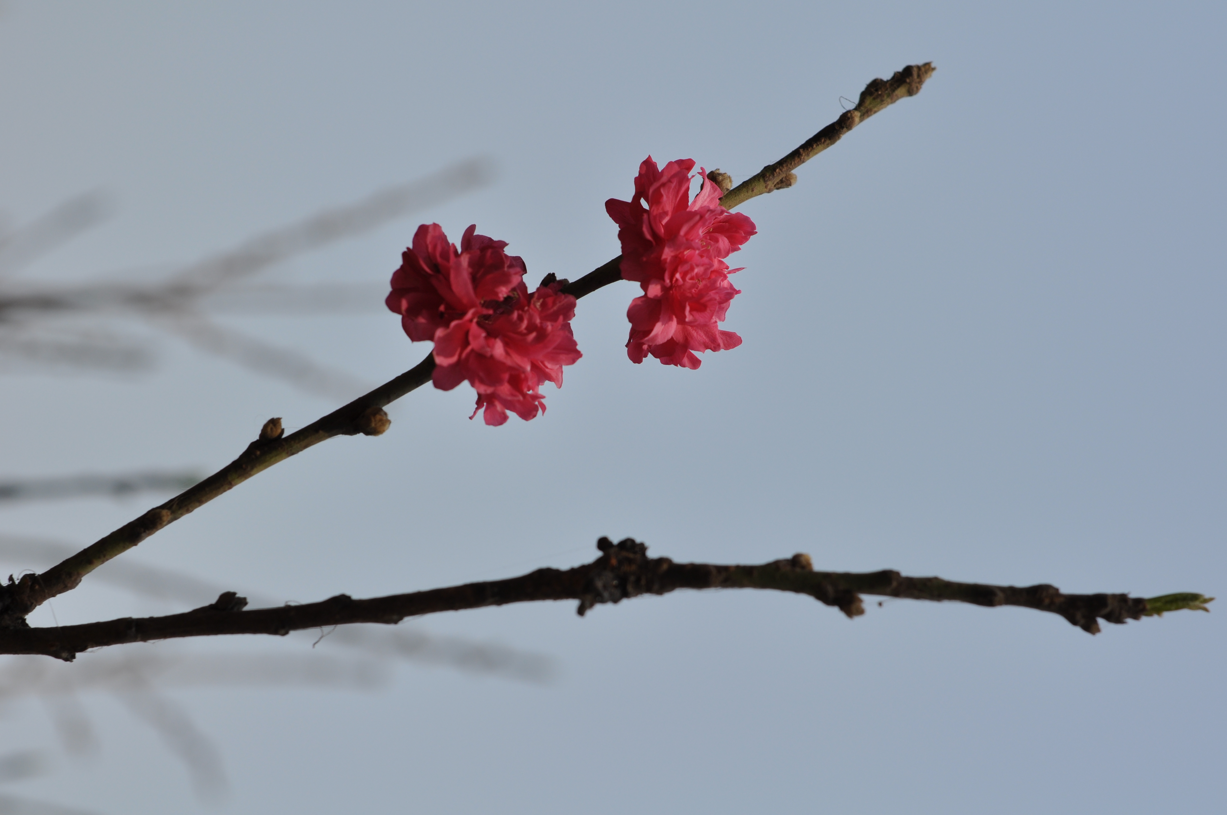DSC_0024.JPG