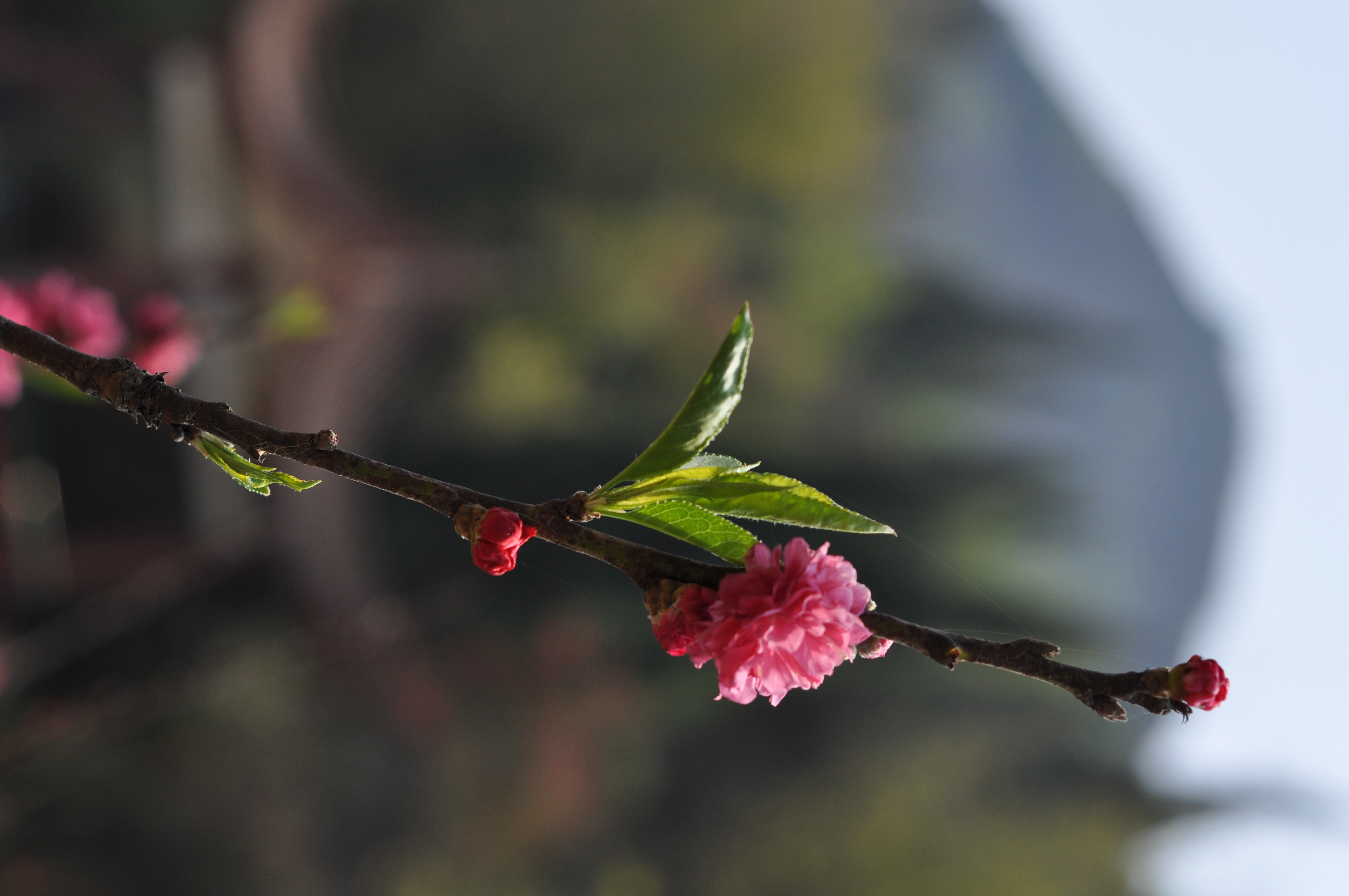 DSC_0032.JPG