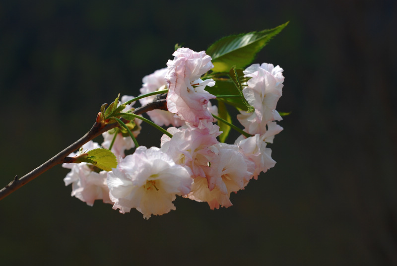 DSC_3778.jpg