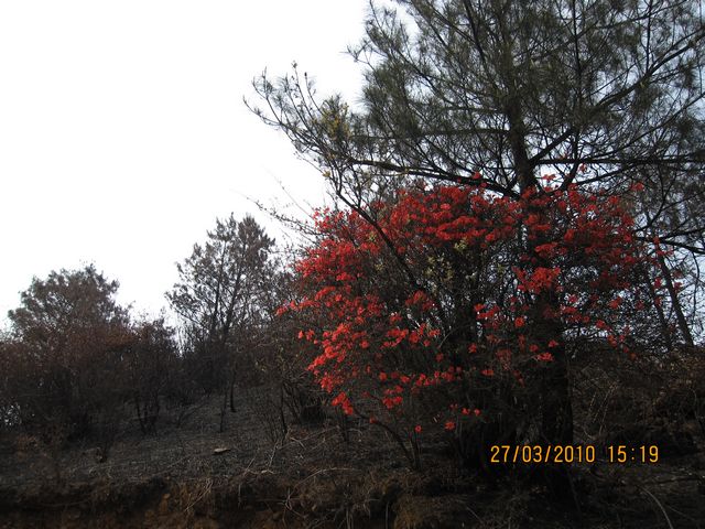 IMG_1329.JPG