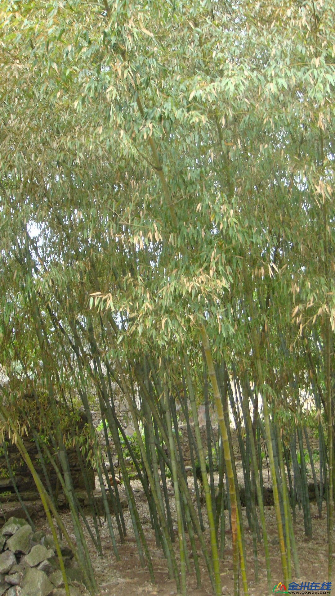 Ƭ 079.jpg