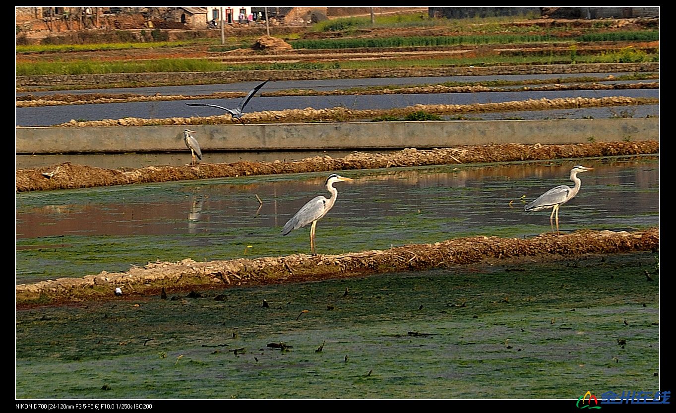 DSC_1599.JPG