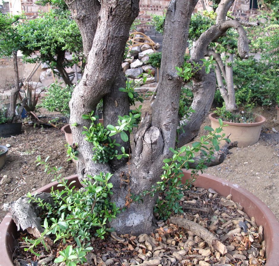 IMG_7369.jpg