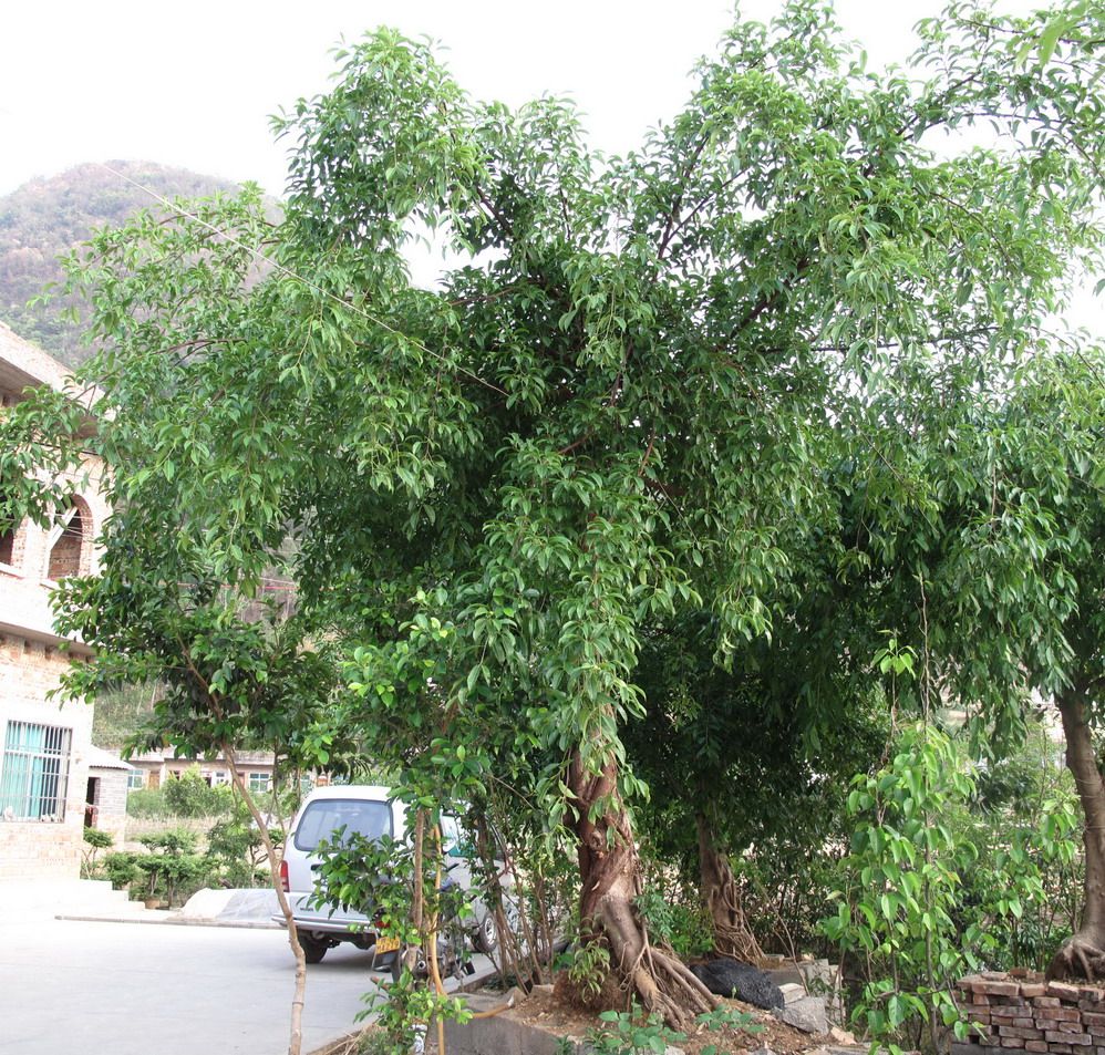 IMG_7381.jpg