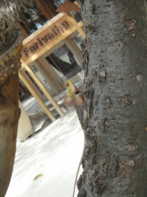 2010-05-29 044922_13.jpg