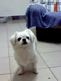 IMG0078A.jpg