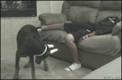 1005291417c69219e93401b34b.gif
